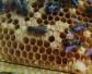 中蜂春季养殖管理技术