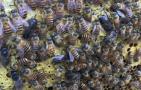 蜜蜂的种类大全及优缺点