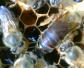 空蜂箱怎么引来野生蜜蜂？