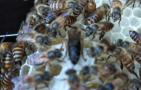 养蜂如何解除分蜂热？