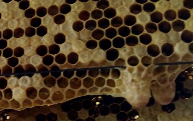 蜜蜂王台是什么样的？