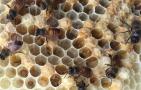 蜜蜂有王台怎么办？