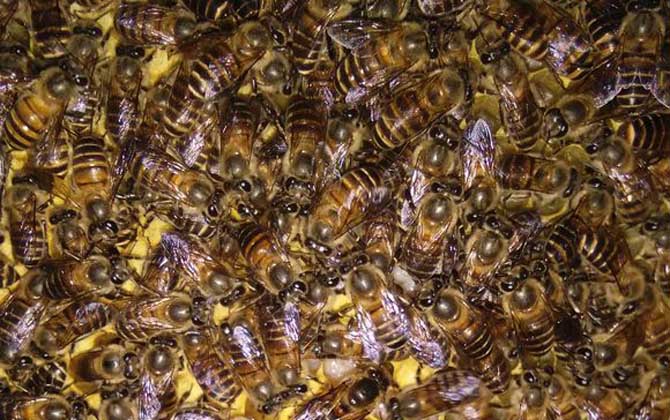 蜜蜂夏季养殖
