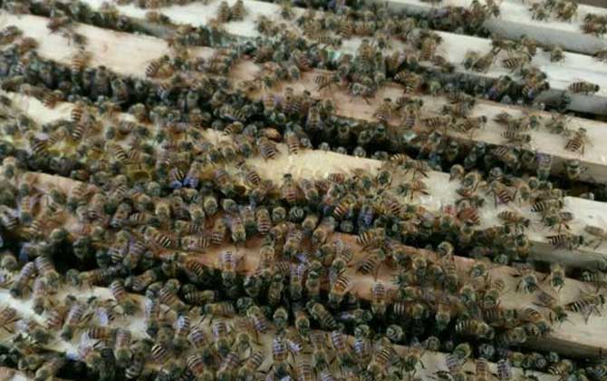 蜜蜂夏季养殖