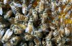 蜜蜂夏季养殖管理技术