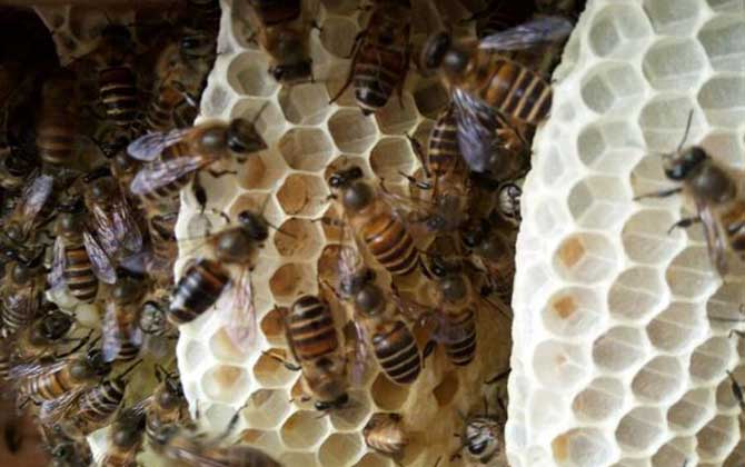 蜜蜂为什么不造脾？