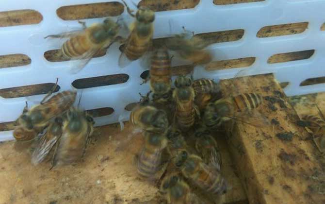 蜜蜂过冬