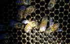 蜜蜂冬季养殖管理技术
