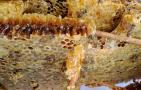 蜜蜂越冬死亡有哪些原因？