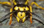 蜜蜂的天敌是什么动物？