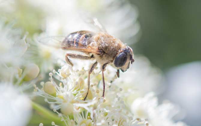 蜜蜂蜇人后为什么会死去？