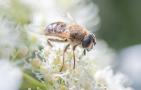 蜜蜂蜇人后为什么会死去？