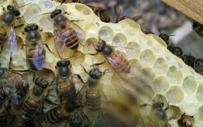小蜂箱养中蜂