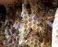 中蜂喂什么繁殖速度快？