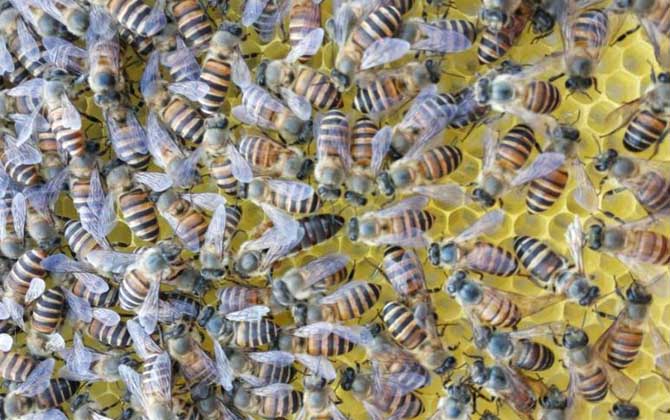 中蜂养殖需要具备哪些技术？