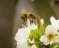 养蜂人一年能赚多少钱？