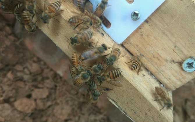 家庭养蜂技术