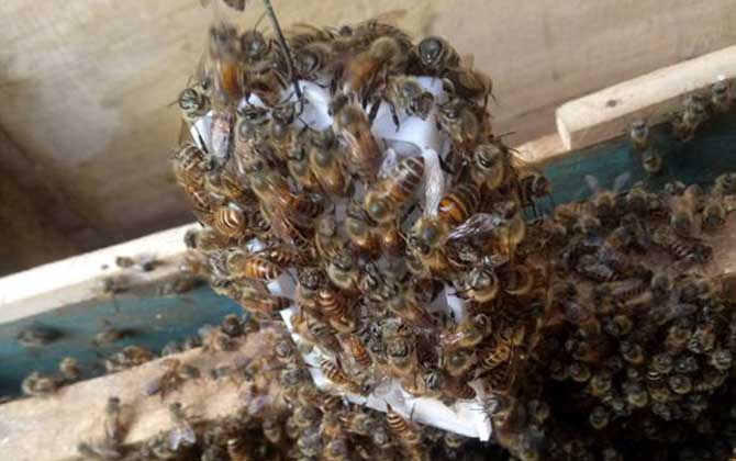 蜜蜂逃跑征兆