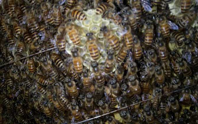 家里有蜜蜂窝怎么处理？