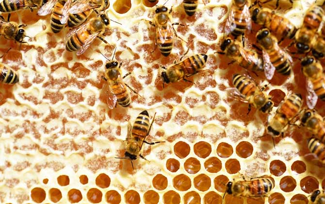 蜂蜜是怎么划分种类的？