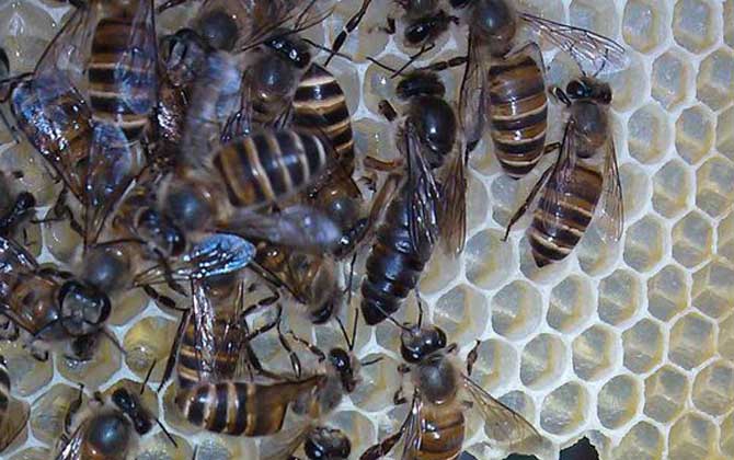 养蜂防止蚂蚁