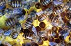 蜜蜂养殖有哪些秘诀？
