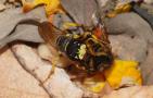 养蜂怎么防止天敌胡蜂？