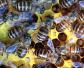 蜜蜂养殖有哪些秘诀？