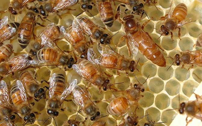 蜂王藏在蜂群什么位置？