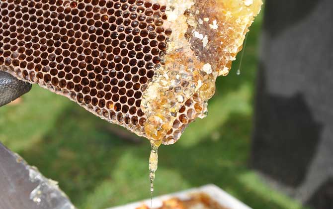 蜂蜜能直接用来洗脸吗？