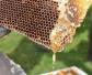 蜂蜜能直接用来洗脸吗？