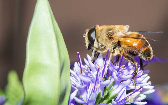 被蜜蜂蛰了怎么处理最简单？