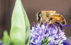 被蜜蜂蛰了怎么处理最简单？
