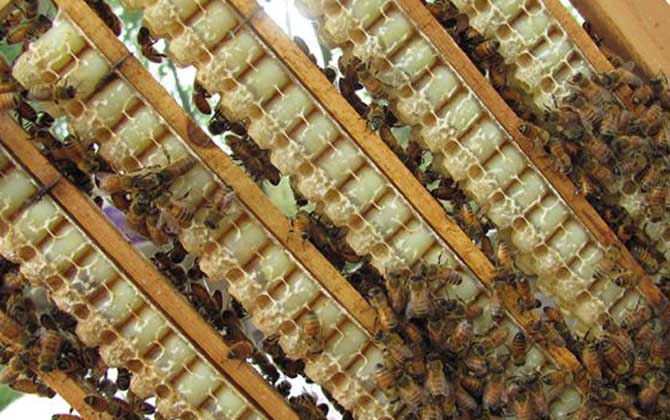 蜂王浆有什么功效及用途？