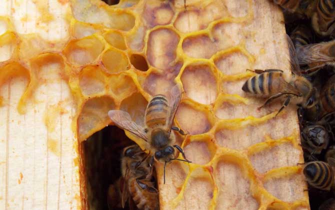 蜂胶有什么功效及用途？