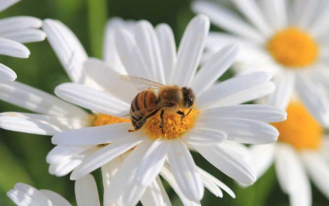 一箱蜜蜂一年产多少蜂蜜？