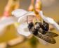 养蜂人为什么都长寿？