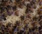 中华蜜蜂有哪些优点和缺点？