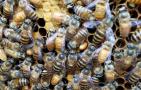 新手怎么才能养好蜜蜂？