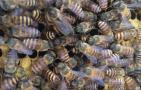 蜜蜂的寿命有多长？