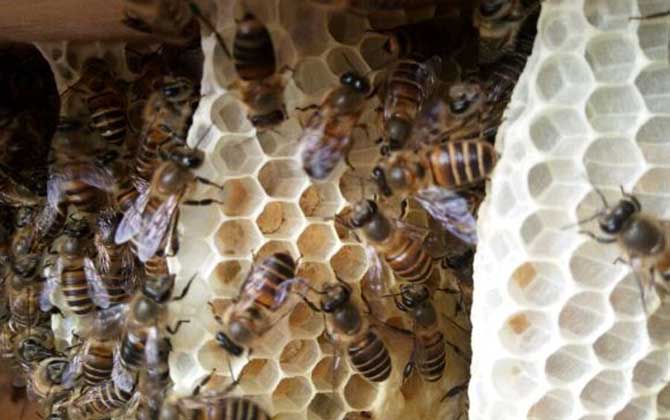 蜂巢价格多少钱一斤？