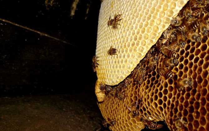蜂巢由哪些成分组成的？