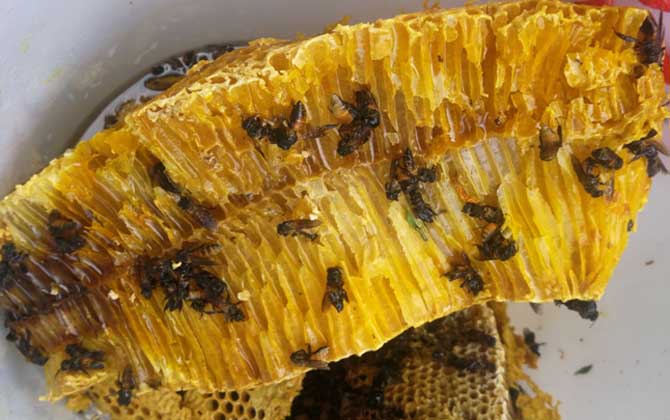 蜂巢真的能治鼻炎吗？