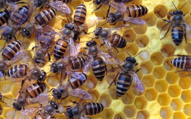 蜂巢为什么是六边形的？