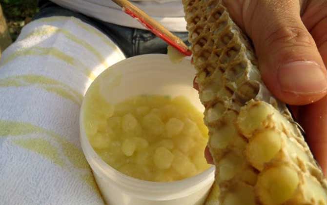 蜂王浆的作用与功效及食用方法