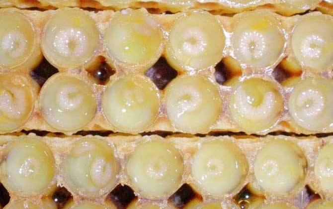蜂王浆怎么吃效果最好？