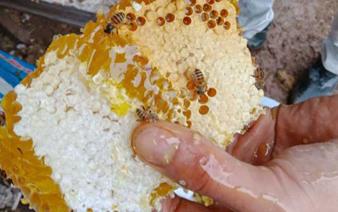 蜂巢不适宜哪些人吃？