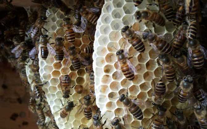 蜂蜡和蜂巢的区别