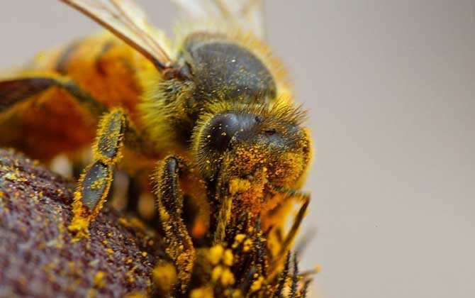 蜂花粉的作用与功效及食用方法