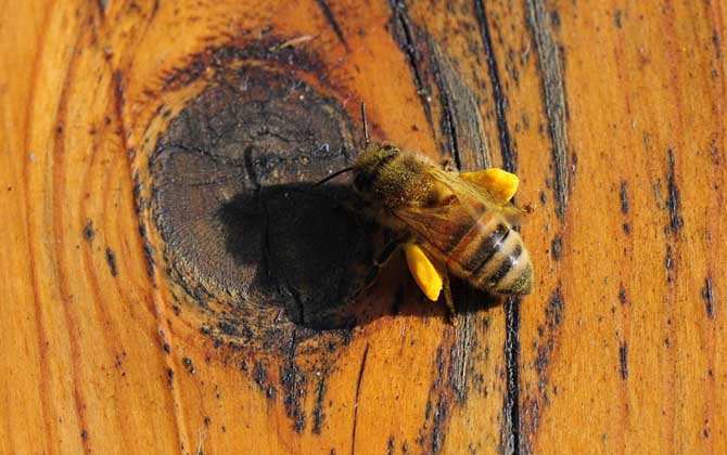 蜂花粉的作用与功效及食用方法